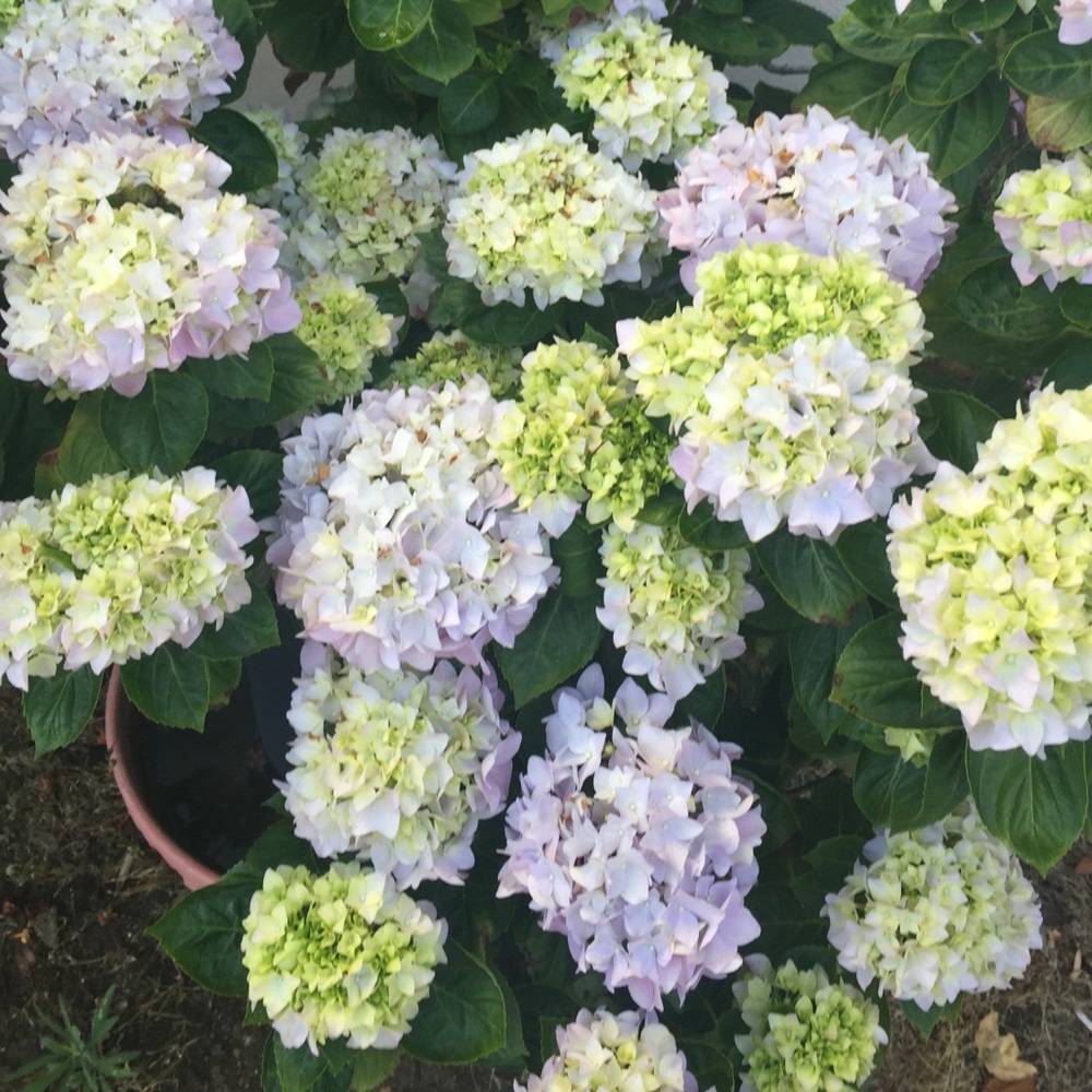 Meet your Posher, Gia